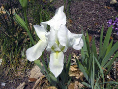 Iris albicans Lange Bearded Iris Species Growing Bonsai Bulbs Roots Rhizomes Corms Tubers Potted Planting Reblooming Fragrant Garden Flower Seeds Plant - Seedsplant