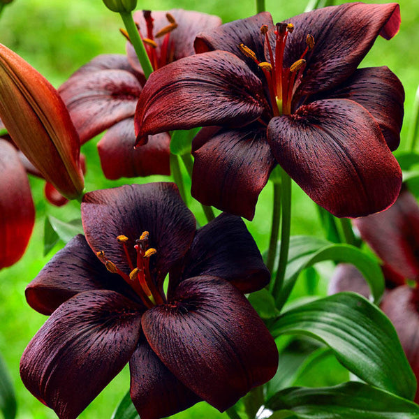 Royal Kiss Lily Blooms Species Growing Bonsai Bulbs Roots Rhizomes Corms Tubers Potted Planting Reblooming Fragrant Garden Flower Seeds Plant