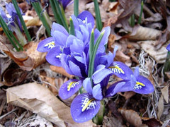 Iris Harmony Contrast Blue and Yellow Bearded Iris Species Growing Bonsai Bulbs Roots Rhizomes Corms Tubers Potted Planting Reblooming Fragrant Garden Flower Seeds Plant