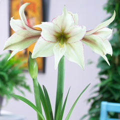 Magic Green Amaryllis Hippeastrum Blooms Species Growing Bonsai Bulbs Roots Rhizomes Corms Tubers Potted Planting Reblooming Fragrant Garden Flower Seeds Plant  Size 12-16cm - Seedsplant
