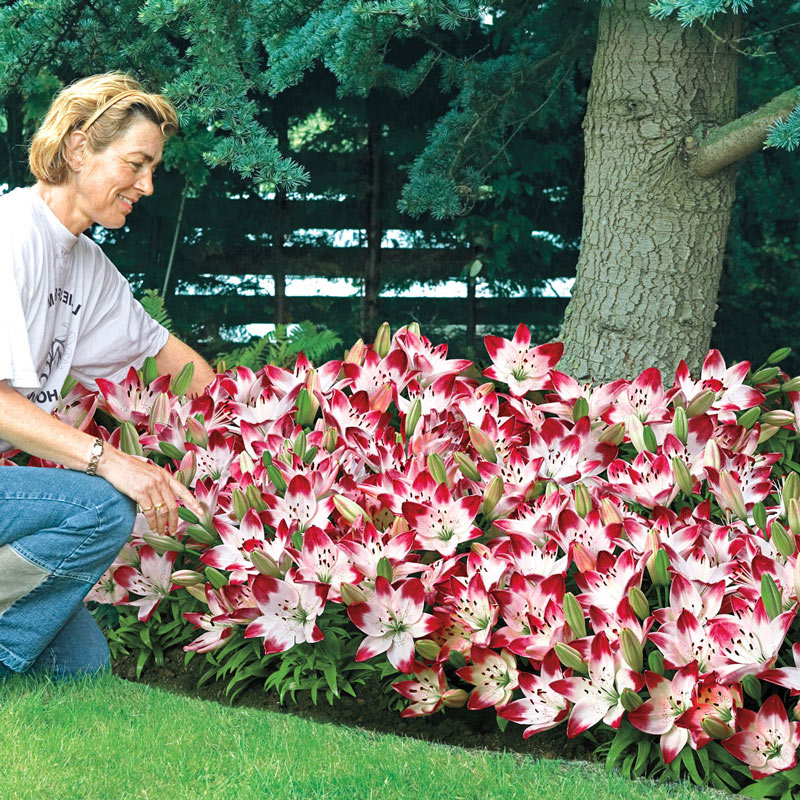 white carpet border lily Sugar Baby Carpet Border Lily Blooms Species Growing Bonsai Bulbs Roots Rhizomes Corms Tubers Potted Planting Reblooming Fragrant Garden Flower Seeds Plant