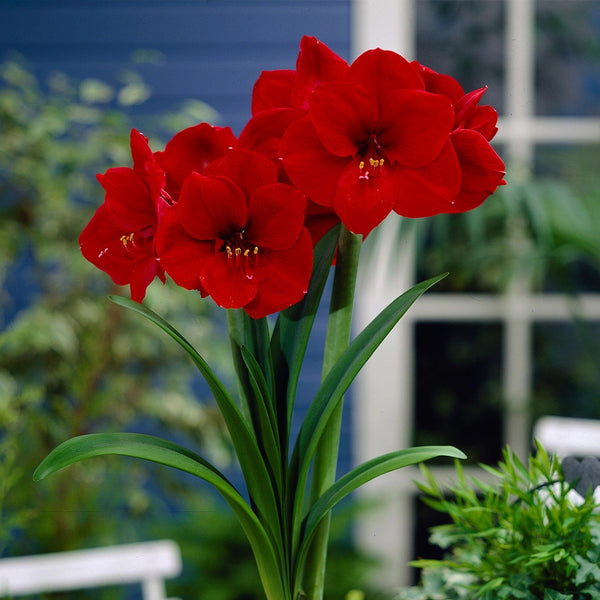Red Lion Amaryllis Hippeastrum Blooms Species Growing Bonsai Bulbs Roots Rhizomes Corms Tubers Potted Planting Reblooming Fragrant Garden Flower Seeds Plant  Size 12-16cm