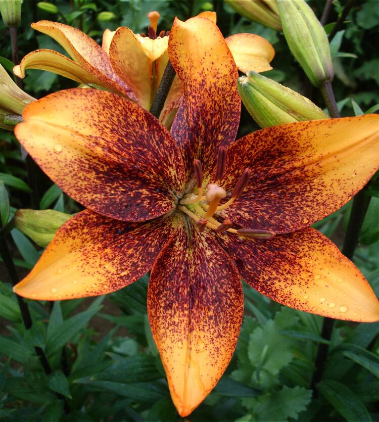 asiatic lily potted plant Longwood Easter Asiatic Lily Blooms Species Growing Bonsai Bulbs Roots Rhizomes Corms Tubers Potted Planting Reblooming Fragrant Garden Flower Seeds Plant