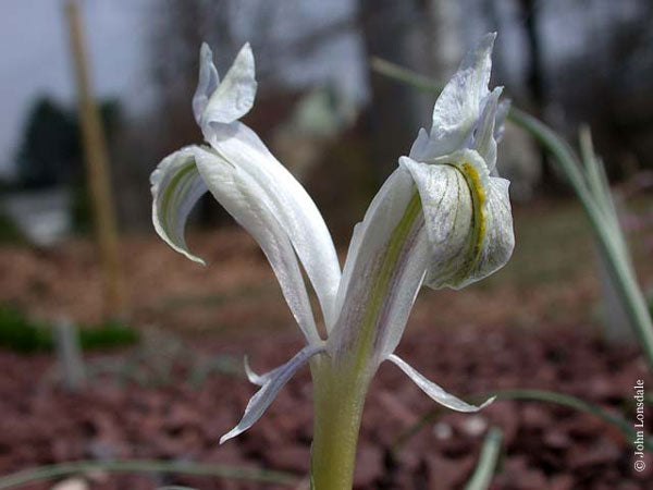 Iris Zaprjagajewii Bulbs Bearded Iris Species Growing Bonsai Bulbs Roots Rhizomes Corms Tubers Potted Planting Reblooming Fragrant Garden Flower Seeds Plant