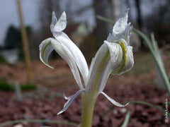 Iris Zaprjagajewii Bulbs Bearded Iris Species Growing Bonsai Bulbs Roots Rhizomes Corms Tubers Potted Planting Reblooming Fragrant Garden Flower Seeds Plant - Seedsplant
