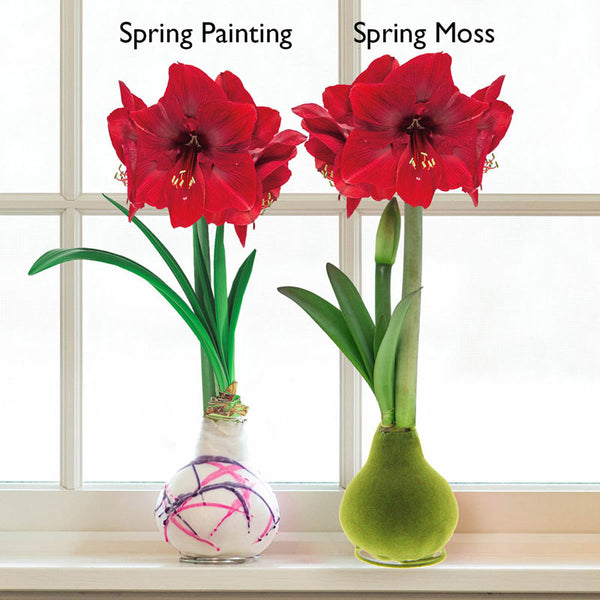 Waxed Amaryllis Hippeastrum Blooms Species Growing Bonsai Bulbs Roots Rhizomes Corms Tubers Potted Planting Reblooming Fragrant Garden Flower Seeds Plant  Size 12-16cm