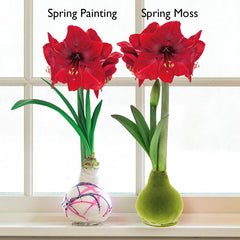 Waxed Amaryllis Hippeastrum Blooms Species Growing Bonsai Bulbs Roots Rhizomes Corms Tubers Potted Planting Reblooming Fragrant Garden Flower Seeds Plant  Size 12-16cm