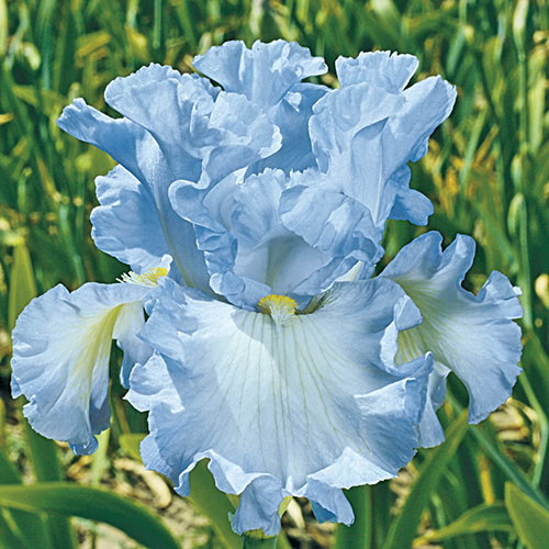 Absolute Treasure German Iris Growing Bonsai Bulbs Roots Rhizomes Corms Tubers Potted Planting Reblooming Fragrant Garden Flower Seeds Plant Blooming Yard Potted