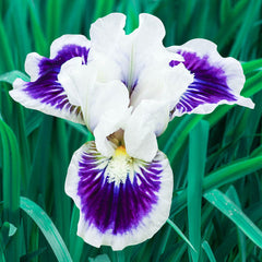 Riveting Dwarf Bearded Iris Species Growing Bonsai Bulbs Roots Rhizomes Corms Tubers Potted Planting Reblooming Fragrant Garden Flower Seeds Plant - Seedsplant