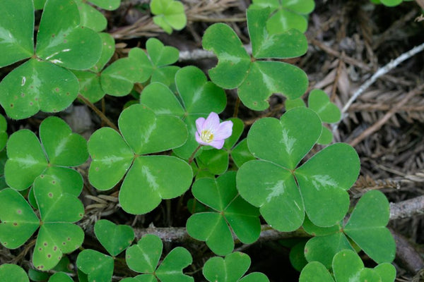 Redwood Oxalis Bulbs Wood Sorrel Shamrock Perennial Growing Bonsai Roots Rhizomes Corms Tubers Potted Planting Reblooming Fragrant Garden Species Blooms Flower Seeds Plant Gardening