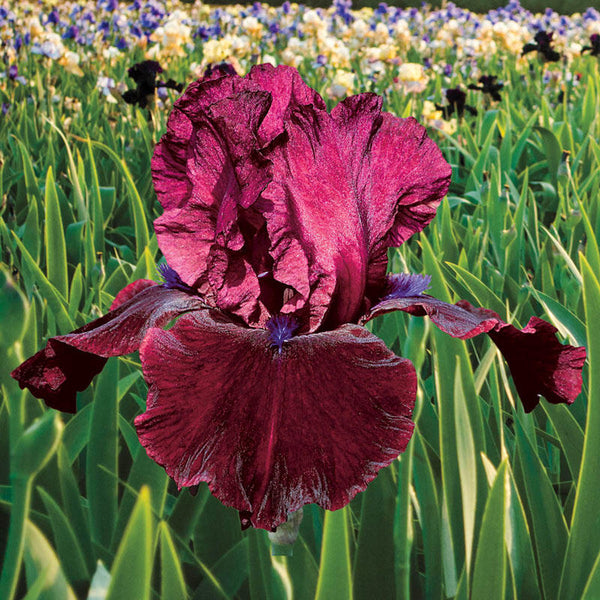 Redneck Girl Bearded Iris Species Growing Bonsai Bulbs Roots Rhizomes Corms Tubers Potted Planting Reblooming Fragrant Garden Flower Seeds Plant