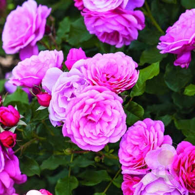 Dunav river Rose Seedlings Flower Seeds Perennial Growing Bonsai Corms Tubers Potted Planting Reblooming Fragrant Garden Roots Rhizomes Species Blooms Plant Bulbs Gardening Tree