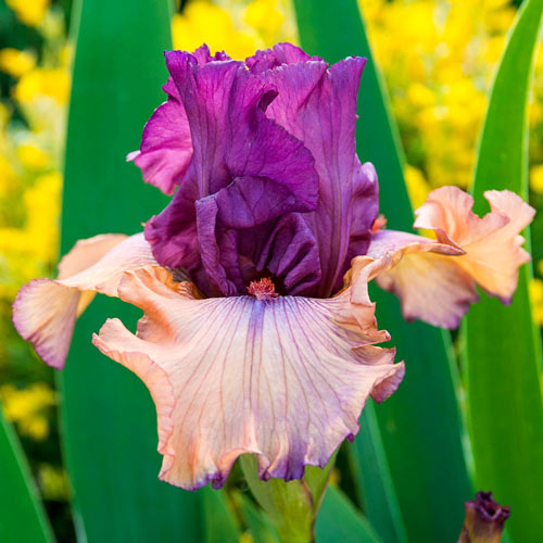 Finishing School German Iris Early Bloomer with Great Perfume Iris Species Growing Bonsai Bulbs Roots Rhizomes Corms Tubers Potted Planting Reblooming Fragrant Garden Flower Seeds Plant