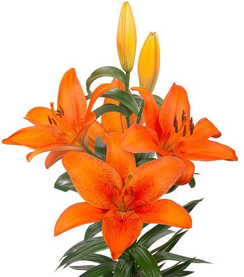 reblooming asiatic lilies Foxley Trumpet Asiatic Lily Blooms Species Growing Bonsai Bulbs Roots Rhizomes Corms Tubers Potted Planting Reblooming Fragrant Garden Flower Seeds Plant