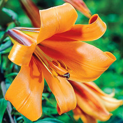 African Queen Trumpet Lily Blooms Species Growing Bonsai Bulbs Roots Rhizomes Corms Tubers Potted Planting Reblooming Fragrant Garden Flower Seeds Plant