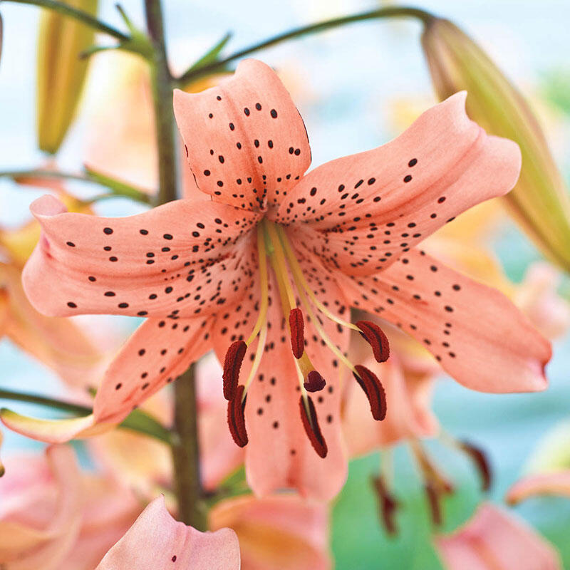 giant tiger lily Pink Giant Tiger Lily Blooms Species Growing Bonsai Bulbs Roots Rhizomes Corms Tubers Potted Planting Reblooming Fragrant Garden Flower Seeds Plant
