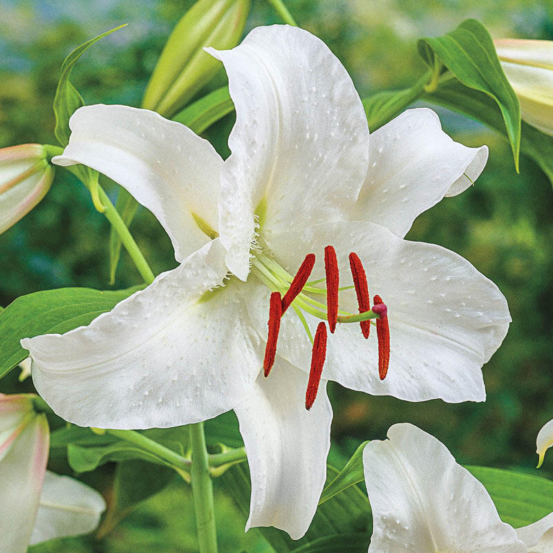 casablanca lily flower Casablanca Lily Blooms Species Growing Bonsai Bulbs Roots Rhizomes Corms Tubers Potted Planting Reblooming Fragrant Garden Flower Seeds Plant