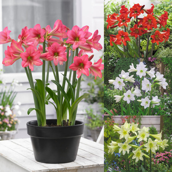 Sonatini Collection Amaryllis Hippeastrum Blooms Species Growing Bonsai Bulbs Roots Rhizomes Corms Tubers Potted Planting Reblooming Fragrant Garden Flower Seeds Plant  Size 12-16cm