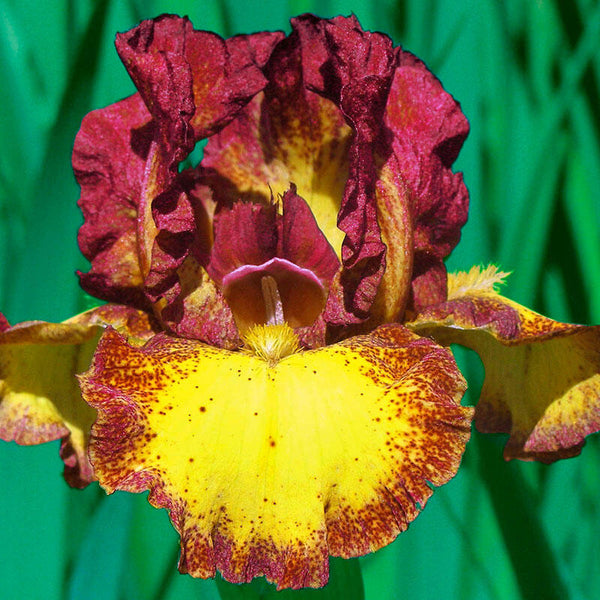 Red Hot Chili Reblooming Bearded Iris Species Growing Bonsai Bulbs Roots Rhizomes Corms Tubers Potted Planting Fragrant Garden Flower Seeds Plant