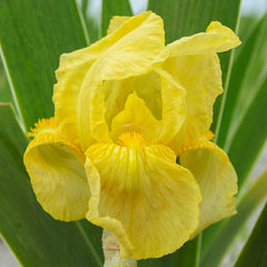 Moonlight Bearded Iris Species Growing Bonsai Bulbs Roots Rhizomes Corms Tubers Potted Planting Reblooming Fragrant Garden Flower Seeds Plant - Seedsplant