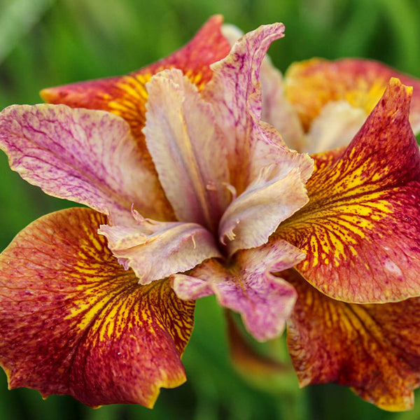 Paprikash Siberian Iris Iris Species Growing Bonsai Bulbs Roots Rhizomes Corms Tubers Potted Planting Reblooming Fragrant Garden Flower Seeds Plant