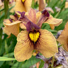 Yarai Pseudata Iris Iris species Growing Bonsai Seeds Flower Plant Bulbs Roots Rhizomes Corms Tubers Potted Planting Reblooming Fragrant Garden