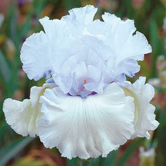 Chinook Winds Bearded Iris Reblooming Species Growing Bonsai Bulbs Roots Rhizomes Corms Tubers Potted Planting Fragrant Garden Flower Seeds Plant