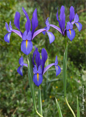 Iris Filifolia Boiss Native Spain Gibraltar Tangier Morocco Bearded Iris Species Growing Bonsai Bulbs Roots Rhizomes Corms Tubers Potted Planting Reblooming Fragrant Garden Flower Seeds Plant