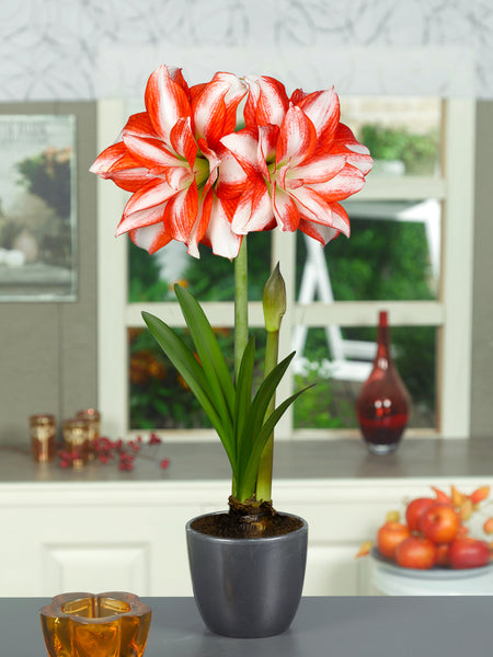 Exotic Peacock Amaryllis Hippeastrum Blooms Species Growing Bonsai Bulbs Roots Rhizomes Corms Tubers Potted Planting Reblooming Fragrant Garden Flower Seeds Plant  Size 12-16cm