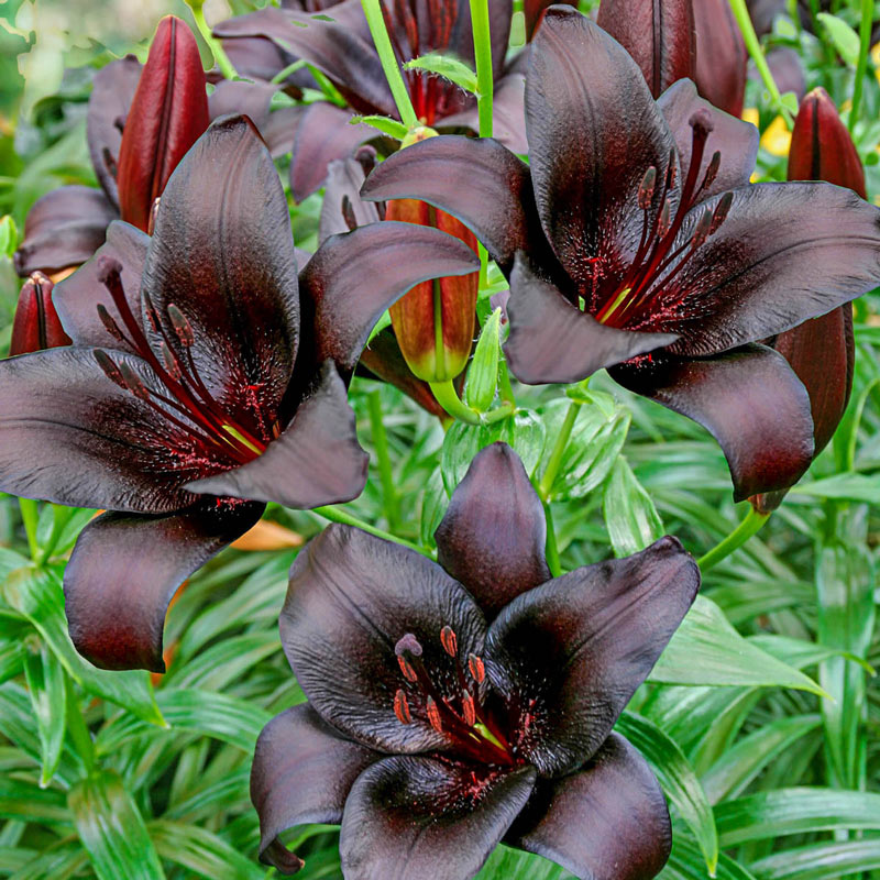 night scented lily flower Night Rider Lily Blooms Species Growing Bonsai Bulbs Roots Rhizomes Corms Tubers Potted Planting Reblooming Fragrant Garden Flower Seeds Plant