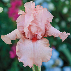 Peggy Sue Reblooming Iris Iris Species Growing Bonsai Bulbs Roots Rhizomes Corms Tubers Potted Planting Reblooming Fragrant Garden Flower Seeds Plant