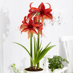 Bogota Amaryllis Hippeastrum Blooms Species Growing Bonsai Bulbs Roots Rhizomes Corms Tubers Potted Planting Reblooming Fragrant Garden Flower Seeds Plant  Size 12-16cm