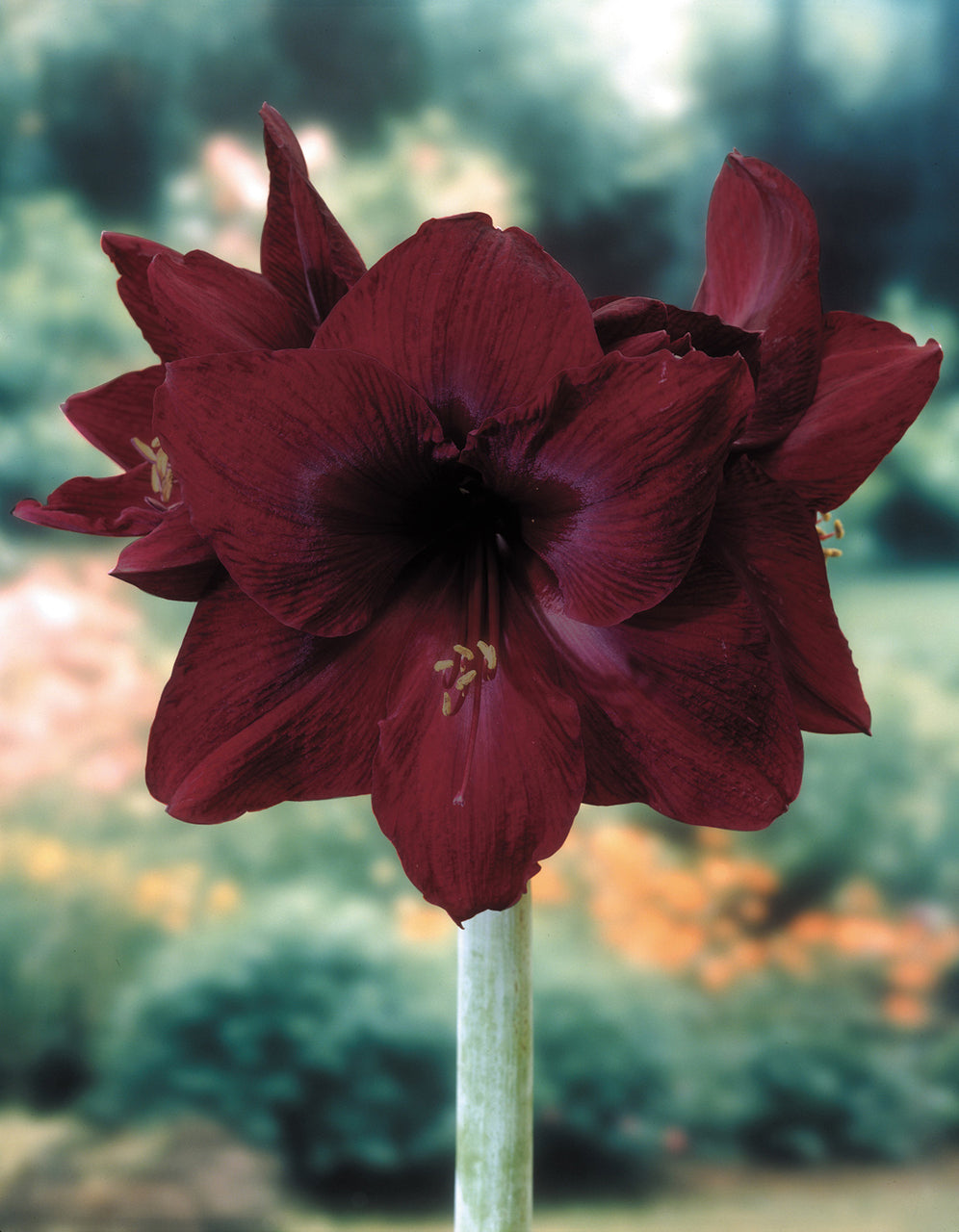black pearl lily flower Black Pearl Amaryllis Hippeastrum Blooms Species Growing Bonsai Bulbs Roots Rhizomes Corms Tubers Potted Planting Reblooming Fragrant Garden Flower Seeds Plant Size 12-16cm
