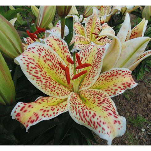 cat's eye flower seeds Cat's Eye Oriental Hybrid Lily Blooms Species Growing Bonsai Bulbs Roots Rhizomes Corms Tubers Potted Planting Reblooming Fragrant Garden Flower Seeds Plant