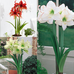 Unusual Collection Amaryllis Hippeastrum Blooms Species Growing Bonsai Bulbs Roots Rhizomes Corms Tubers Potted Planting Reblooming Fragrant Garden Flower Seeds Plant  Size 12-16cm - Seedsplant