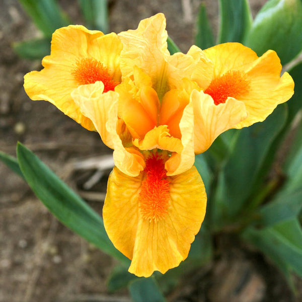 Fuzzy Slippers Dwarf Bearded Iris Species Growing Bonsai Bulbs Roots Rhizomes Corms Tubers Potted Planting Reblooming Fragrant Garden Flower Seeds Plant