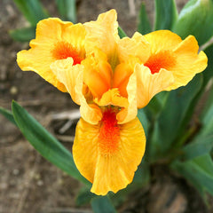 Fuzzy Slippers Dwarf Bearded Iris Species Growing Bonsai Bulbs Roots Rhizomes Corms Tubers Potted Planting Reblooming Fragrant Garden Flower Seeds Plant