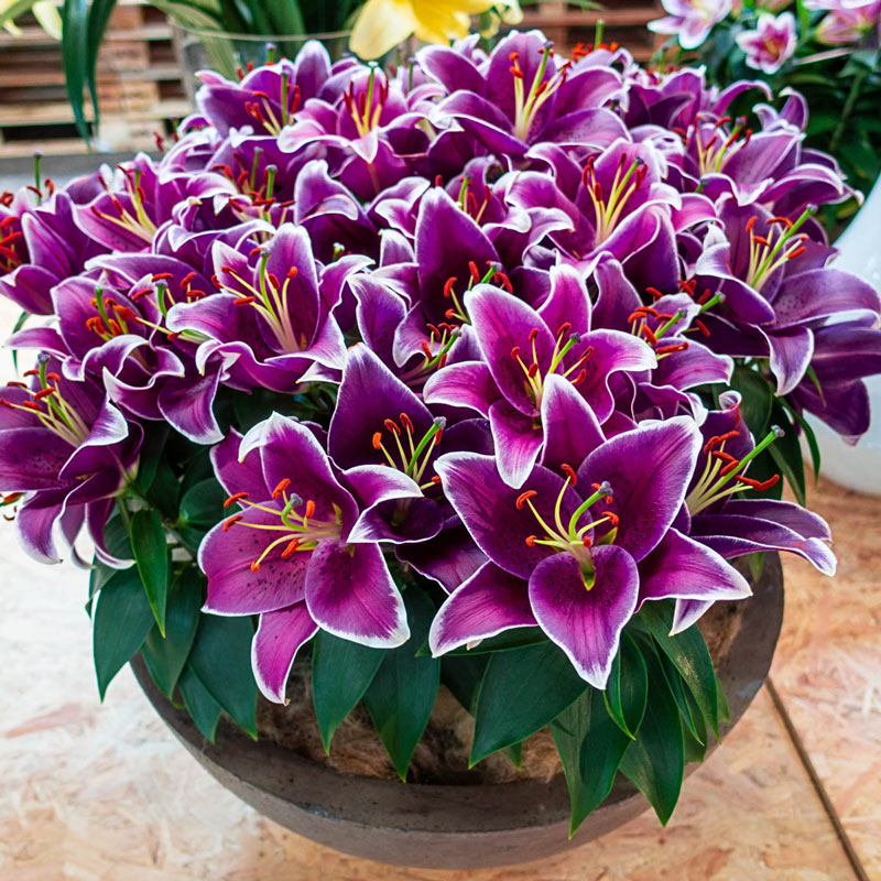 hocus pocus oriental lily flower size SUNNY KEYS ORIENTAL CARPET BORDER LILY Blooms Species Growing Bonsai Bulbs Roots Rhizomes Corms Tubers Potted Planting Reblooming Fragrant Garden Flower Seeds Plant