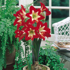 Naughty Girl Amaryllis Hippeastrum Blooms Species Growing Bonsai Bulbs Roots Rhizomes Corms Tubers Potted Planting Reblooming Fragrant Garden Flower Seeds Plant  Size 12-16cm