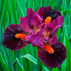 Outspoken Dwarf Bearded Iris Species Growing Bonsai Bulbs Roots Rhizomes Corms Tubers Potted Planting Reblooming Fragrant Garden Flower Seeds Plant