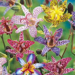 Deluxe Toad Lily Mixture Super Sak Lily Blooms Species Growing Bonsai Bulbs Roots Rhizomes Corms Tubers Potted Planting Reblooming Fragrant Garden Flower Seeds Plant