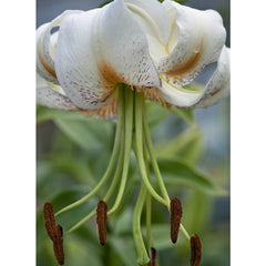 Lady Alice Turk's Cap Lily Blooms Species Growing Bonsai Bulbs Roots Rhizomes Corms Tubers Potted Planting Reblooming Fragrant Garden Flower Seeds Plant - Seedsplant