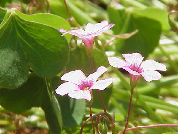 Kurt Stuber Oxalis Bulbs Wood Sorrel Shamrock Perennial Growing Bonsai Roots Rhizomes Corms Tubers Potted Planting Reblooming Fragrant Garden Species Blooms Flower Seeds Plant Gardening