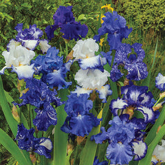 Heavenly Blues Iris Mixture Super Sak Bearded Iris Species Growing Bonsai Bulbs Roots Rhizomes Corms Tubers Potted Planting Reblooming Fragrant Garden Flower Seeds Plant