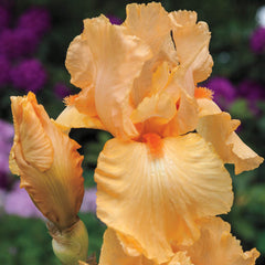 Apricot Silk Reblooming Iris Growing Bonsai Bulbs Roots Rhizomes Corms Tubers Potted Planting Reblooming Fragrant Garden Flower Seeds Plant - Seedsplant