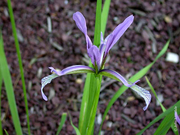 Purple Bearded Iris