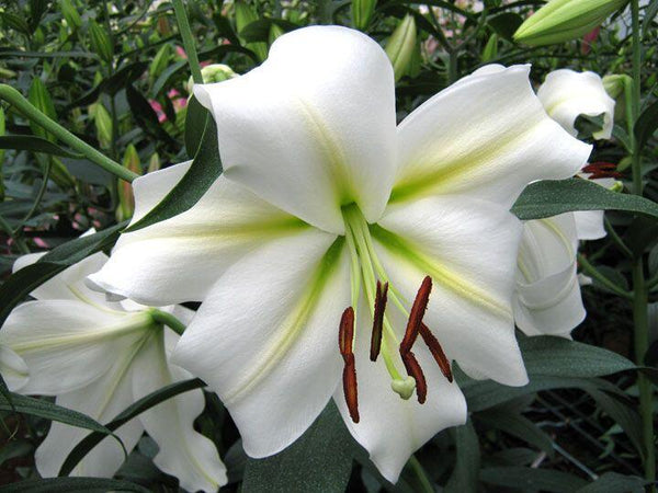 Gizmo Easter Oriental Hybrid Lily Blooms Species Growing Bonsai Bulbs Roots Rhizomes Corms Tubers Potted Planting Reblooming Fragrant Garden Flower Seeds Plant