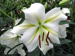 Gizmo Easter Oriental Hybrid Lily Blooms Species Growing Bonsai Bulbs Roots Rhizomes Corms Tubers Potted Planting Reblooming Fragrant Garden Flower Seeds Plant