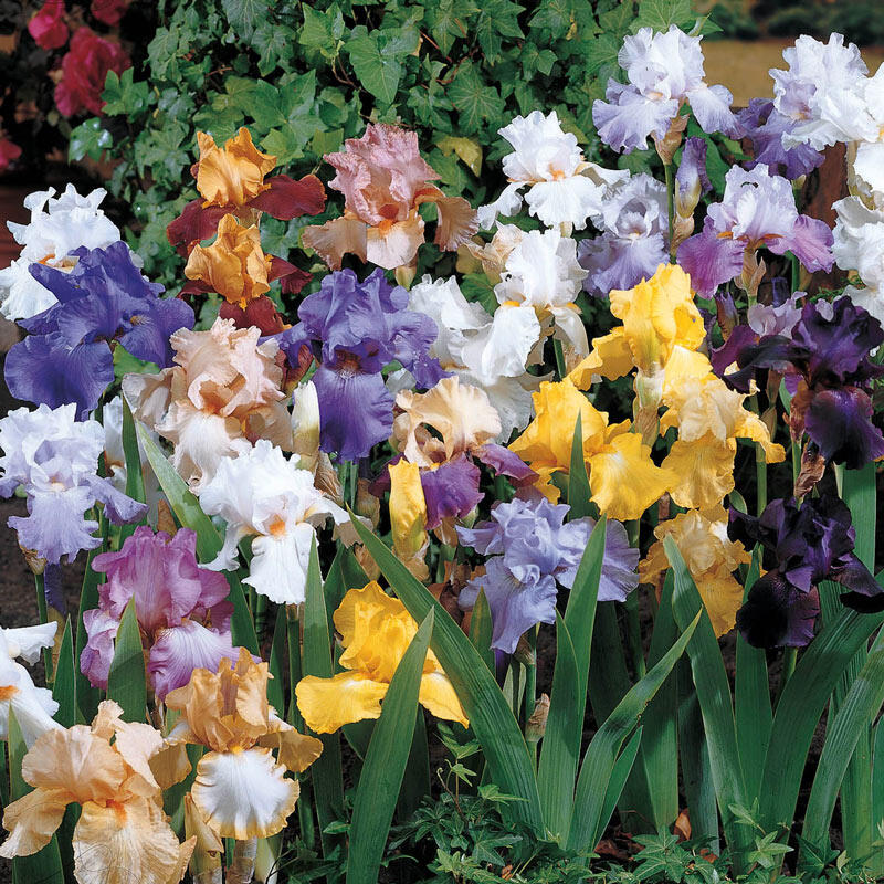 All-Season Bearded Iris Mixture Bearded Iris Species Growing Bonsai Bulbs Roots Rhizomes Corms Tubers Potted Planting Reblooming Fragrant Garden Flower Seeds Plant