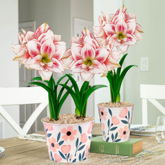 Elvas Amaryllis in Graphic Art Pot Amaryllis Hippeastrum Blooms Species Growing Bonsai Bulbs Roots Rhizomes Corms Tubers Potted Planting Reblooming Fragrant Garden Flower Seeds Plant  Size 12-16cm